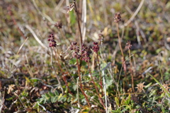Tofieldia coccinea