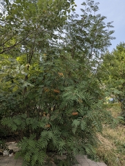 Sorbus tianschanica, photograph (c) Islam Galymzhanov, some rights reserved (CC BY)