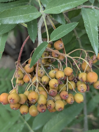 Sorbus tianschanica, photograph 5