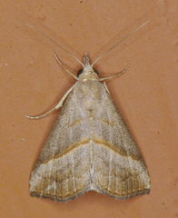 Hypena degesalis