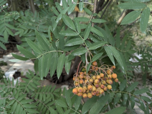Sorbus tianschanica, photograph 6