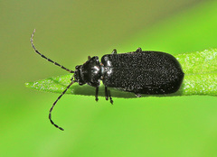 Autosilis triimpressa