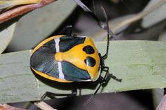 Commius