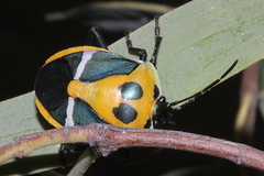 Commius