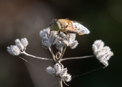 Eristalinus taeniops
