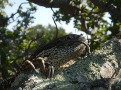 Varanus albigularis