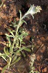 Gnaphalium diamantinense