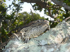 Varanus albigularis