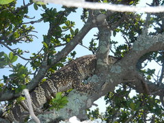 Varanus albigularis