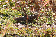 Macrolopholia