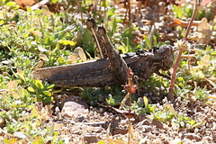 Macrolopholia