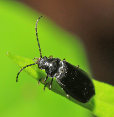 Autosilis triimpressa