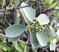 Santalum ellipticum