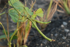 Vigna radiata