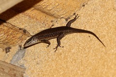 Trachylepis maculilabris
