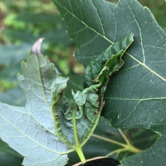 Dasineura communis