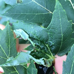 Dasineura communis