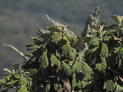 Tarchonanthus trilobus