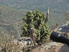 Tarchonanthus trilobus