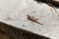 Lygodactylus