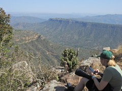 Tarchonanthus trilobus