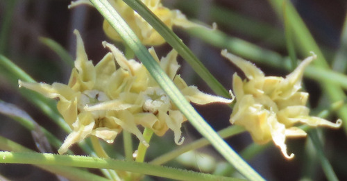 Longhood milkweed