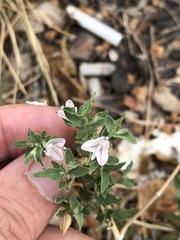 Carlowrightia texana
