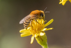 Colletes