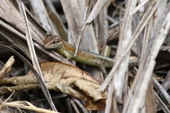 Trachylepis maculilabris