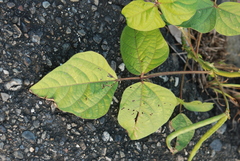 Vigna radiata