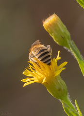 Colletes