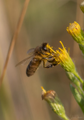Colletes
