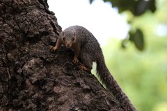 Heliosciurus undulatus