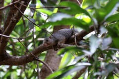 Heliosciurus undulatus