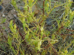 Cordylanthus wrightii wrightii