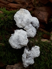 Fuligo cinerea