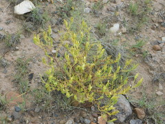 Cordylanthus wrightii wrightii