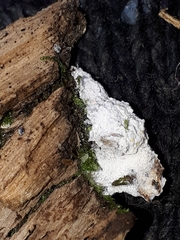 Fuligo cinerea