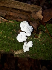 Fuligo cinerea