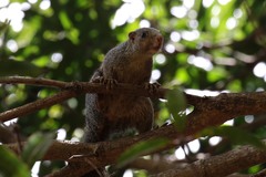 Heliosciurus undulatus