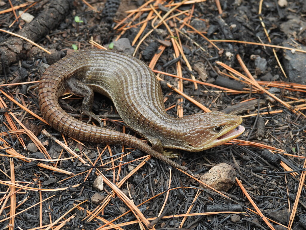 Chihuahuan Alligator Lizard
