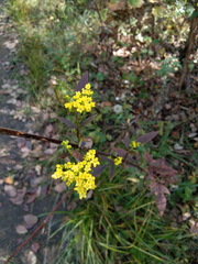Patrinia scabiosifolia