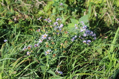 Symphyotrichum laeve laeve