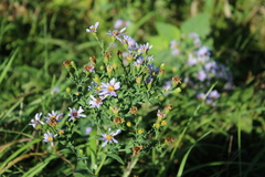Symphyotrichum laeve laeve
