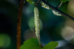 Pucciniaceae
