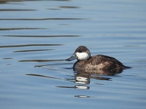 iNaturalist observation photo of Ruddy Duck