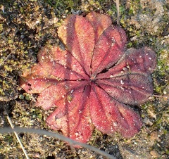 Drosera rosulata