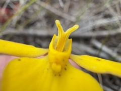 Yellow Disa