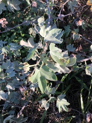 Gossypium tomentosum