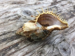 Fusitriton oregonensis